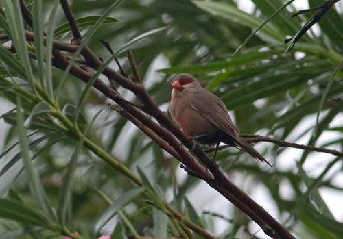 waxbill