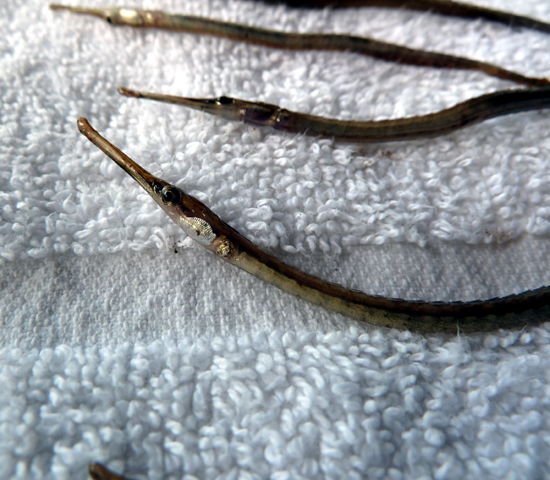 pipefish-bs