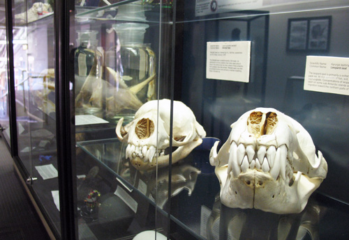 20090123crarysealskulls-500x345