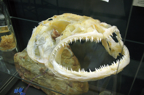 20090123crarytoothfish-500x331