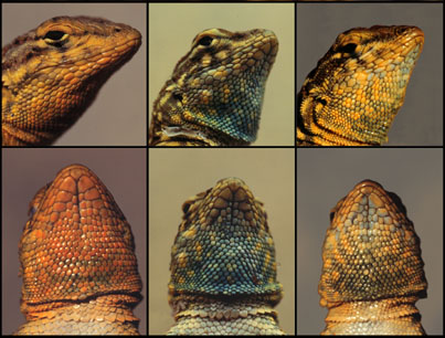 lizard_heads