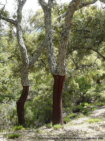 450px-Cork_Trees_Ubrique