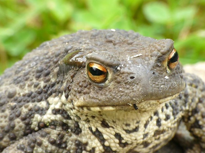 800px-BufoBufo_wwalas_2