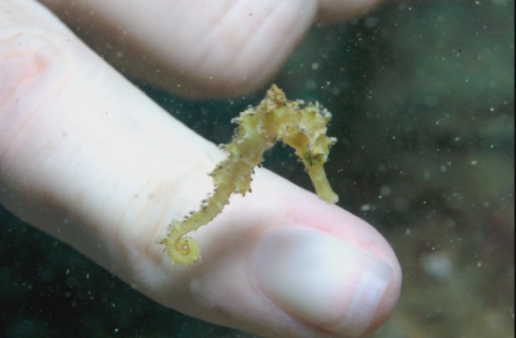 seahorse