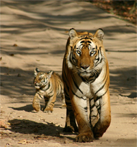 Tigress and Cub