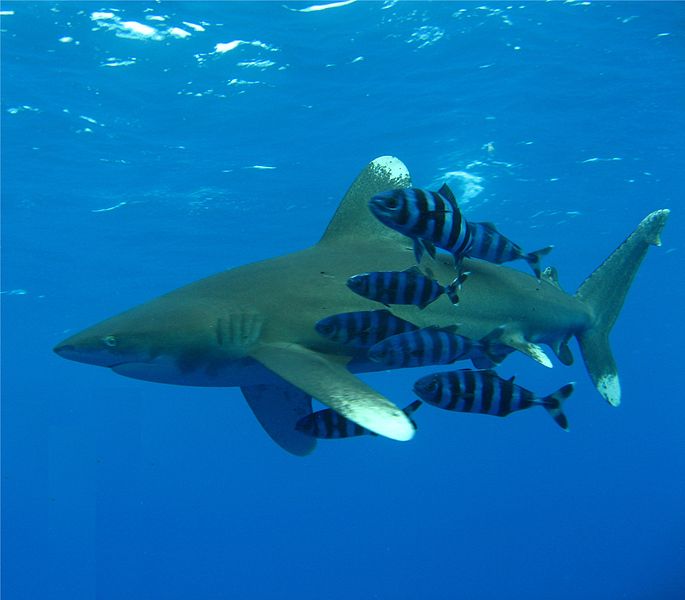 685px-Oceanic_Whitetip_Shark