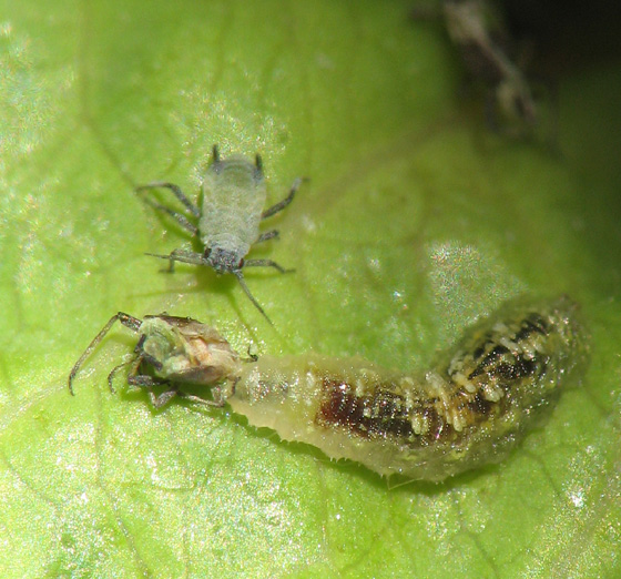 Syrphid.maggot3554.5.13.08cw