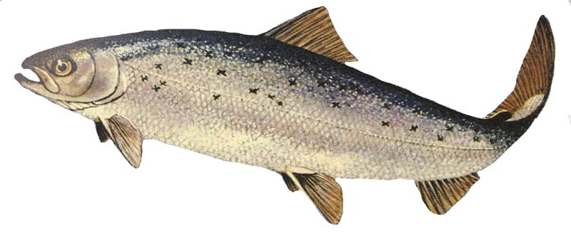 Salmo_salar_GLERL_1