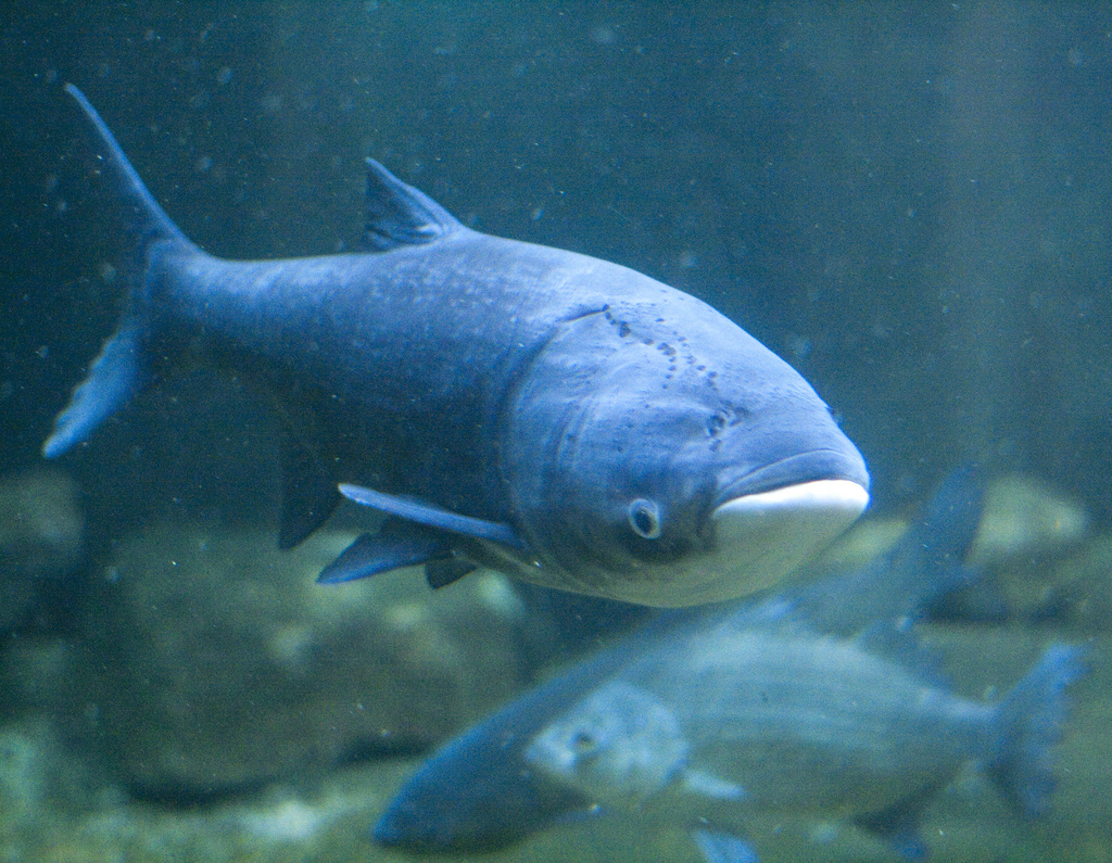 asiancarp