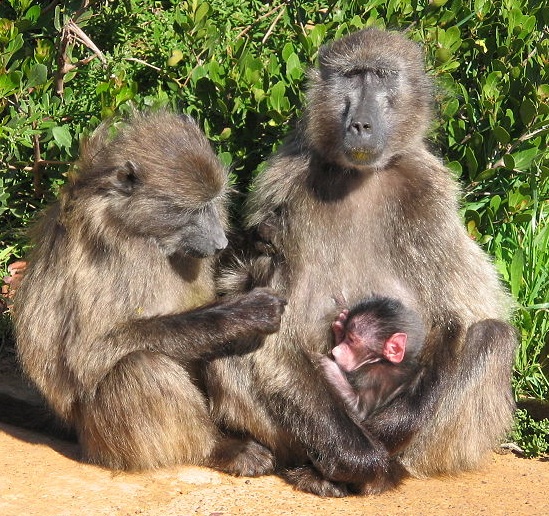 baboon