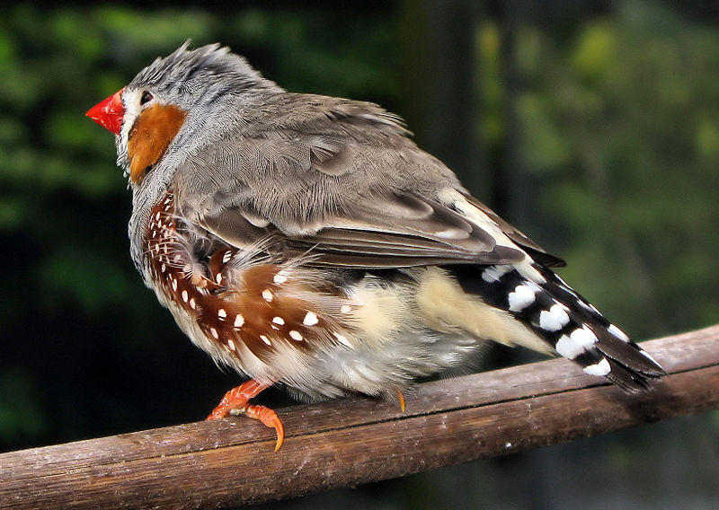 Zebra_finch_arp