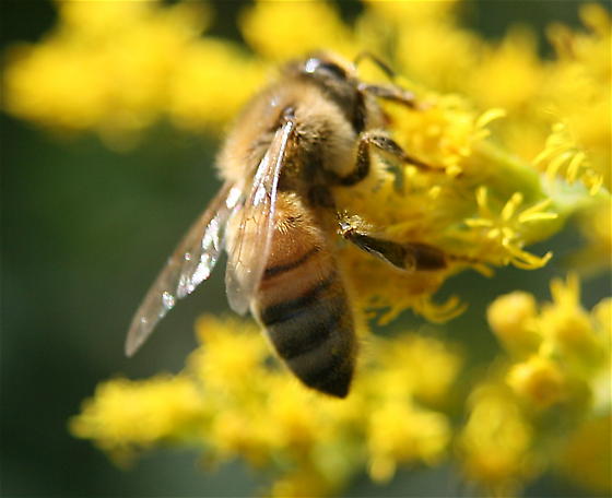 Apis_mellifera