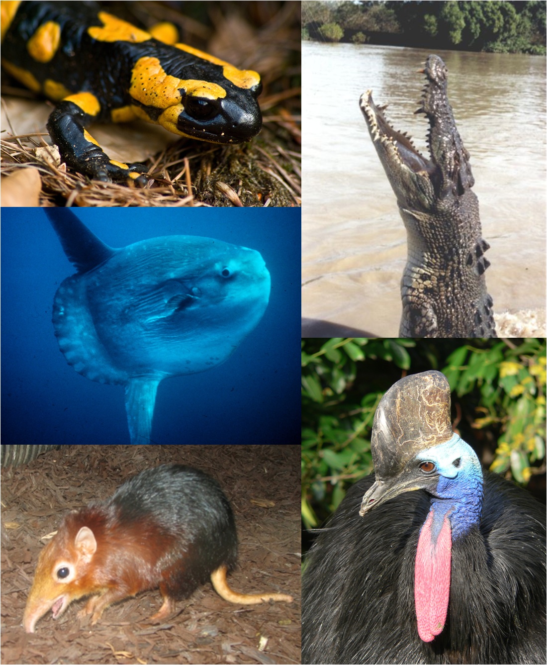 Vertebrates