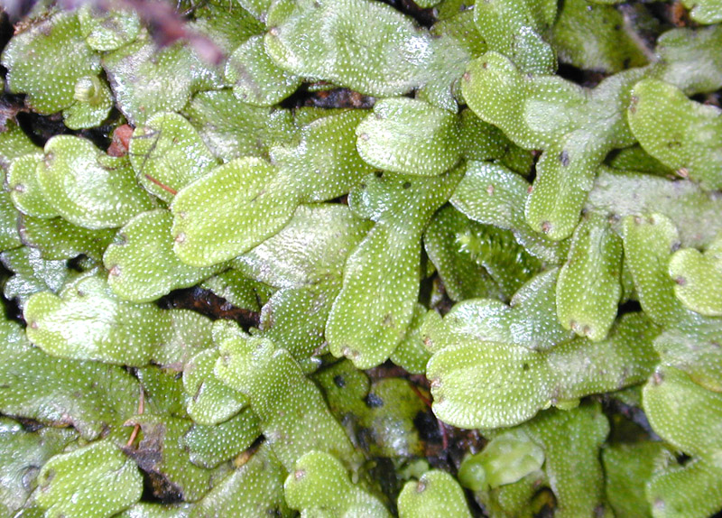 Liverwort