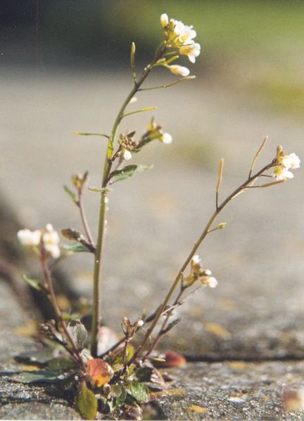 Arabidopsis_thaliana