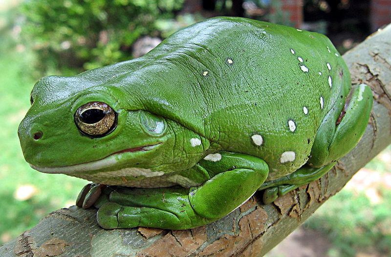 AustralianGreenTreeFrog