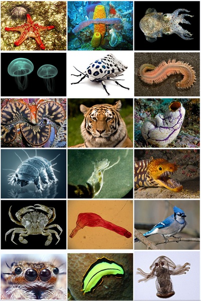 Animal_diversity