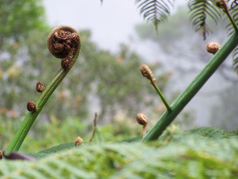 Borneo_Mount_Kinabalu_Nature