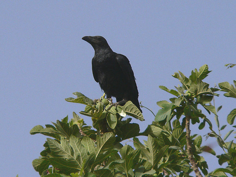 Brown-necked_raven