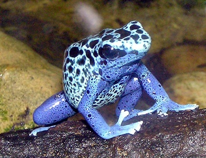 PoisonFrog