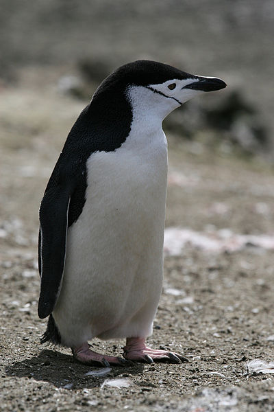 Chinstrap_Penguin