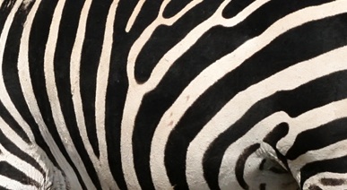 zebrastripes