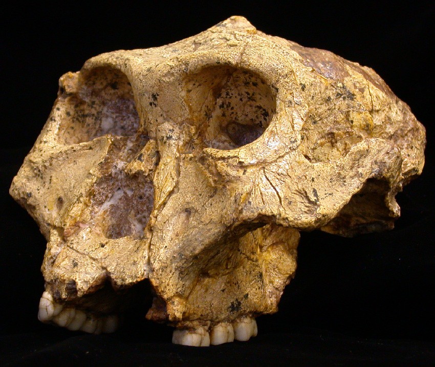 Copeland_Paranthropus_photo