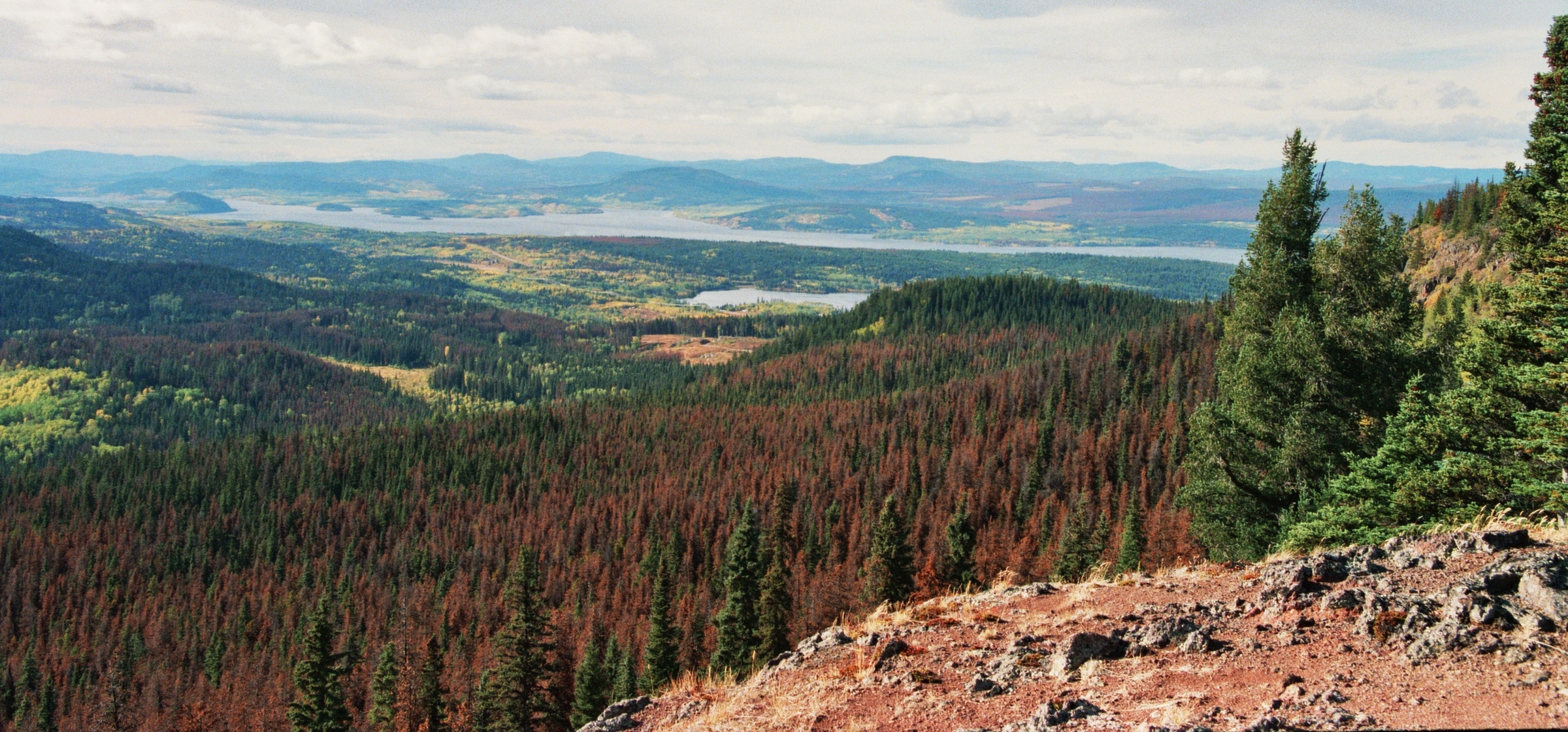 Mt_Fraser_-_Pine_Beetle_Damage