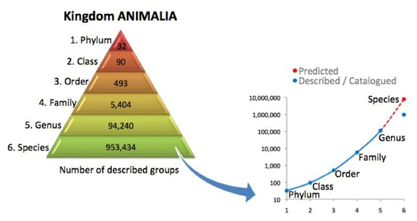 diversity-pyramid