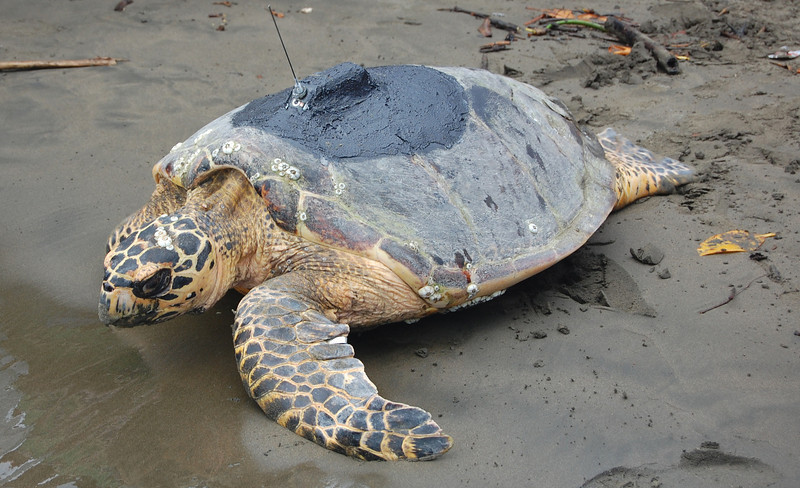 Hawksbill