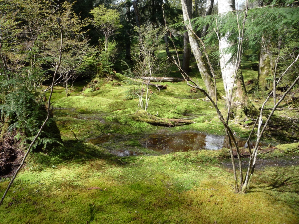 Moss_Garden,_Bloedel_Reserve