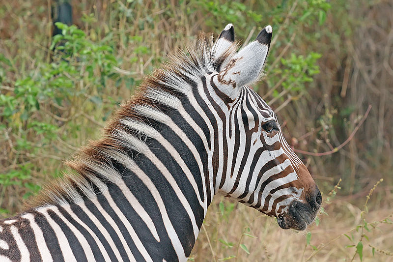 Zebra_portrait2