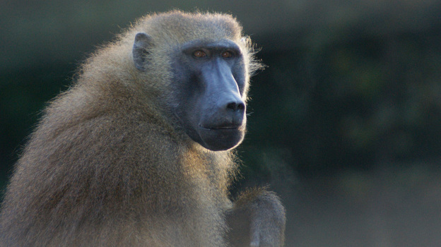 baboon