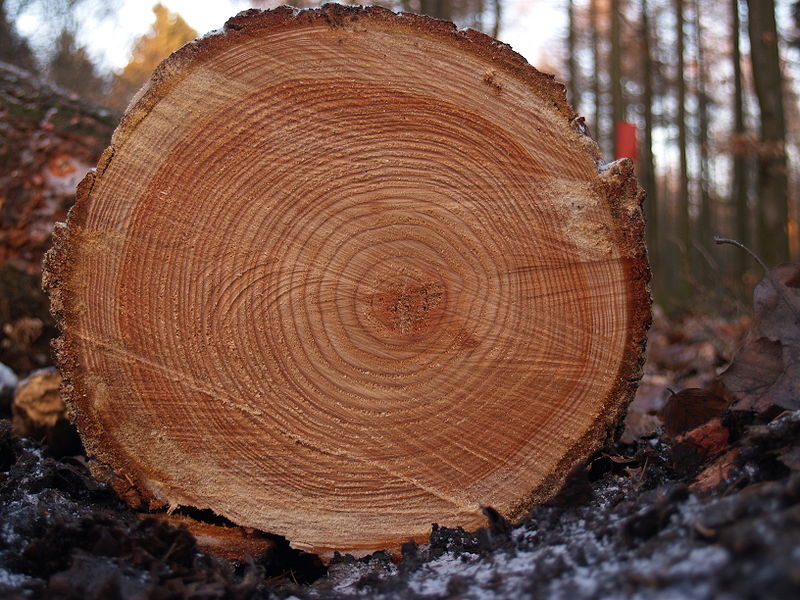 Tree_rings