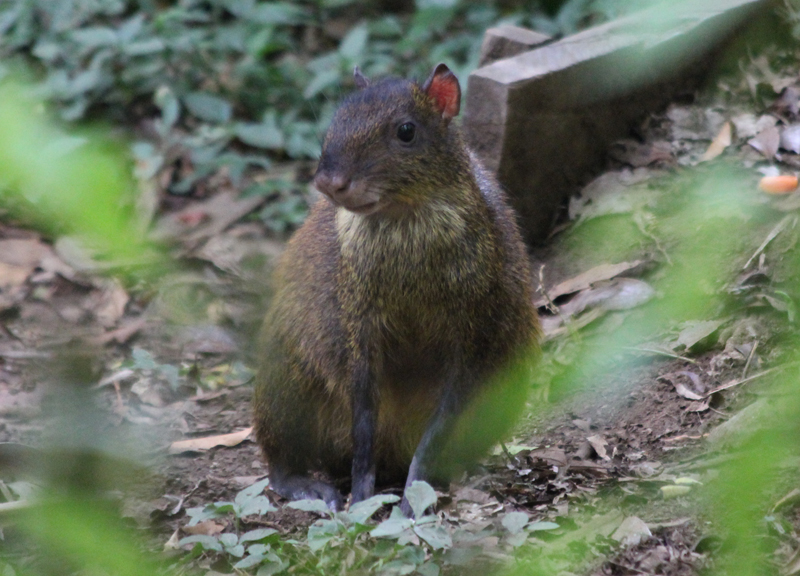 Agouti3