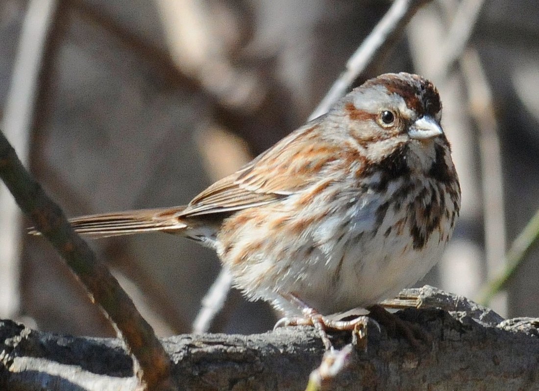 SongSparrow