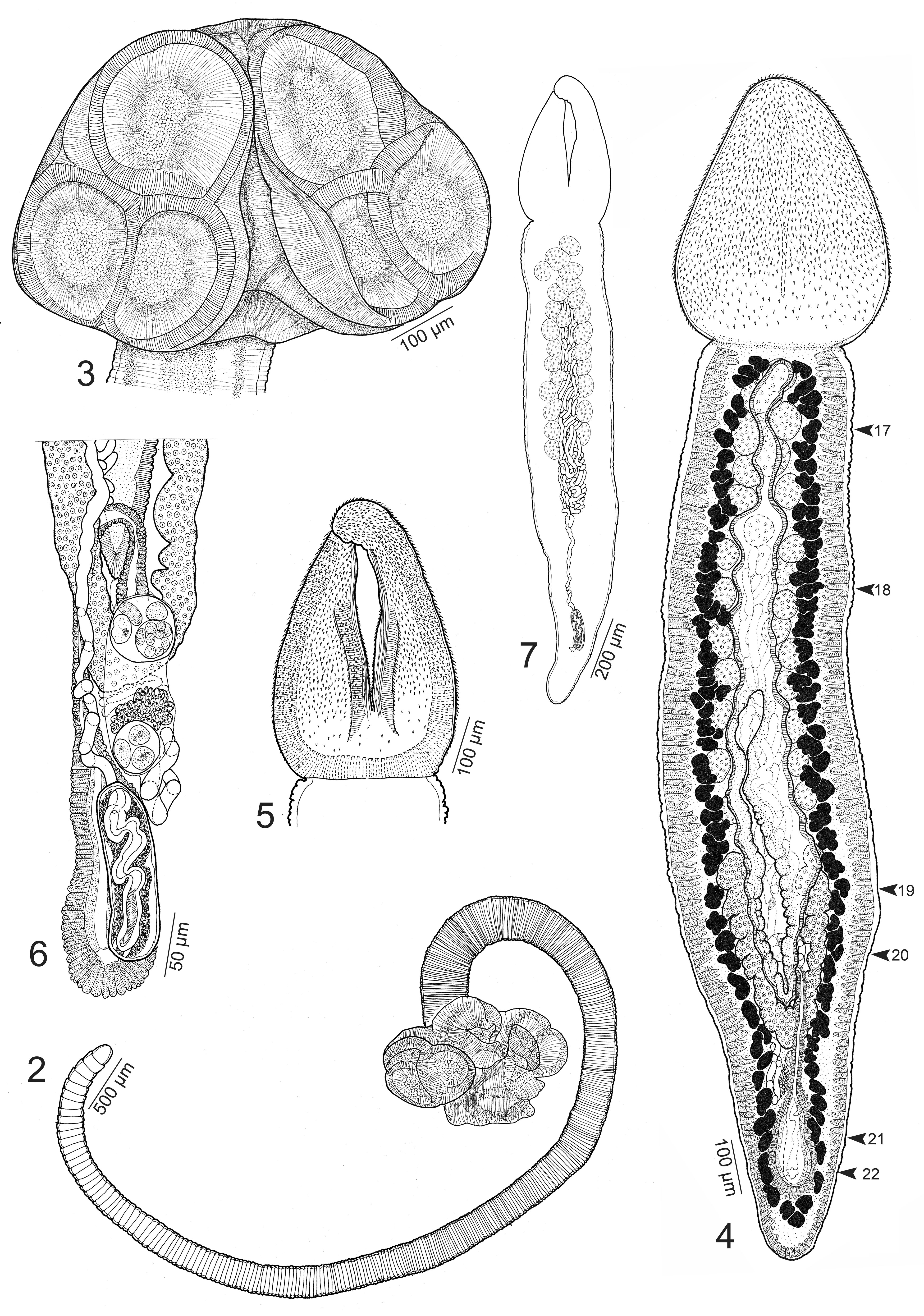 Trilocularia_eberti