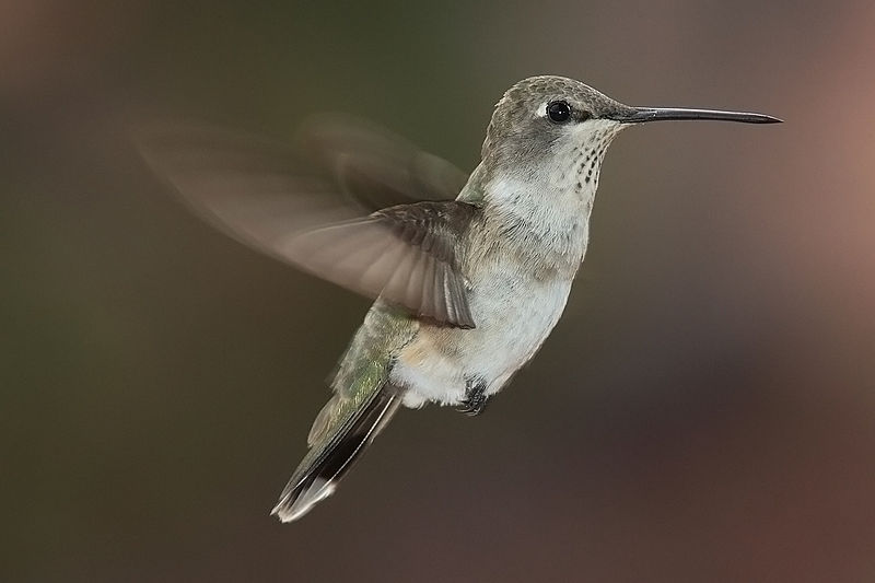 hummingbird