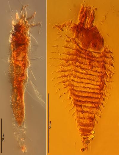 ambermites