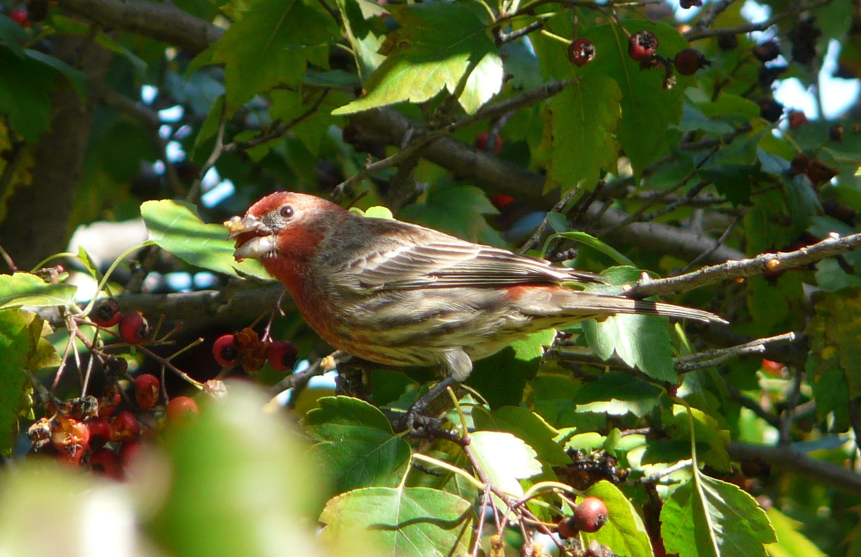 HouseFinch