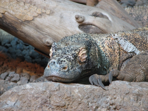 KomodoDragon