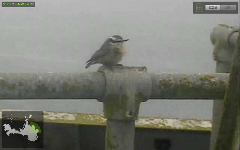 RedbreastedNuthatch800wi