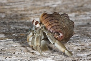 hermitcrabcloseup-300x200