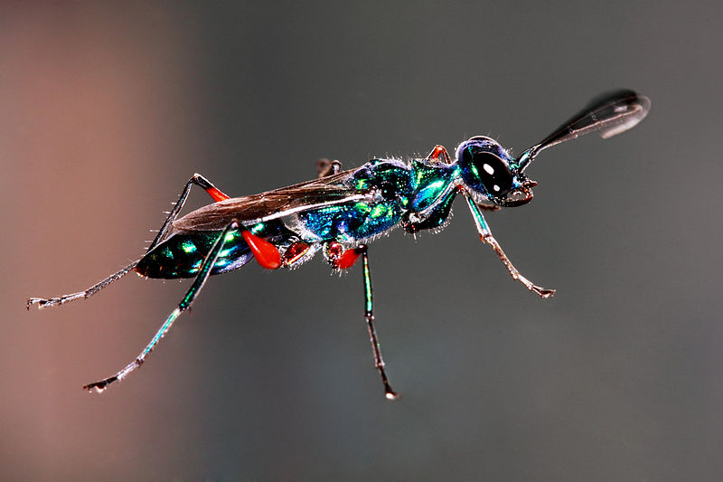 Emerald_Cockroach_Wasp