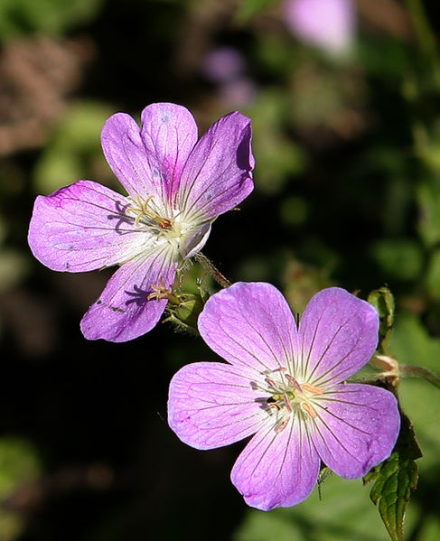 G.maculatum