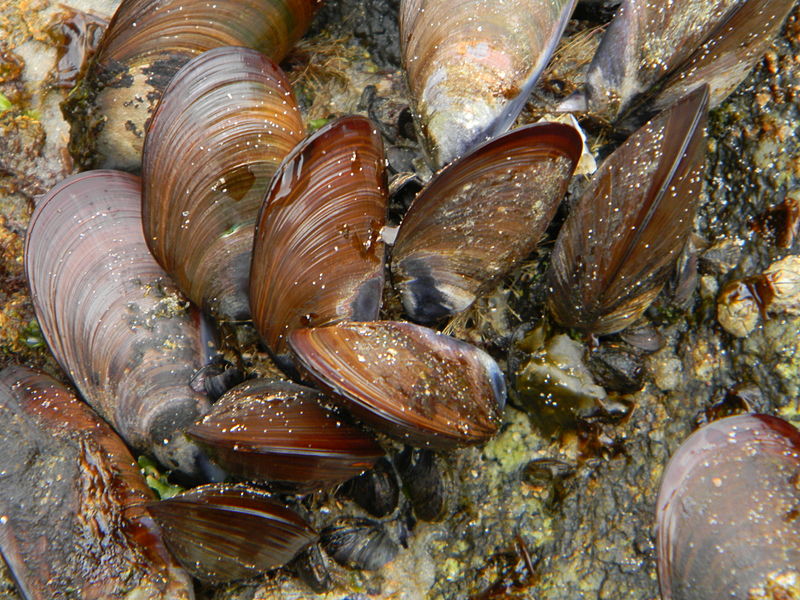 Mussel_in_rock