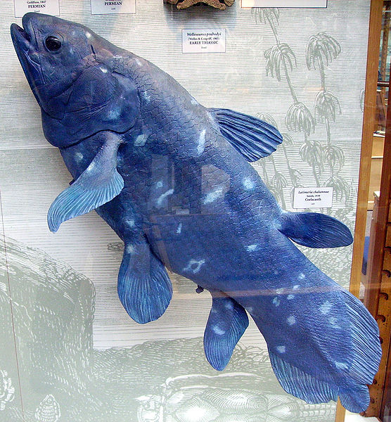 Coelacanth1