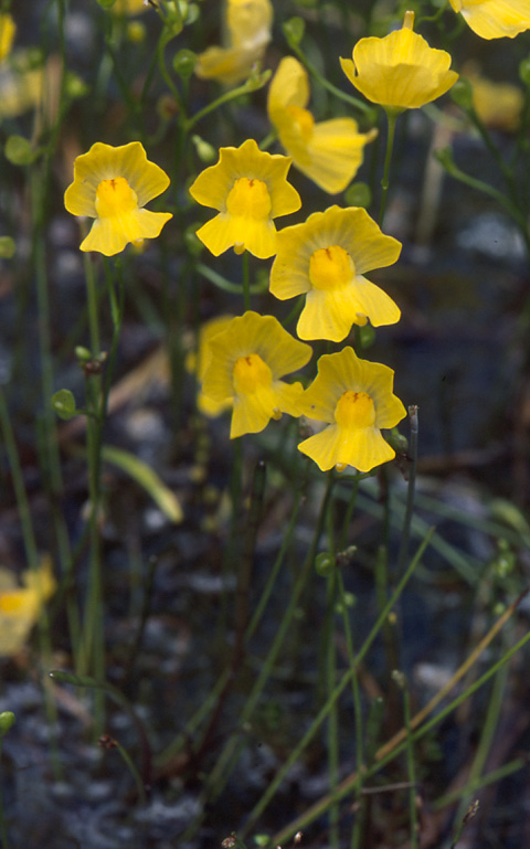 Utricularia_gibba_01