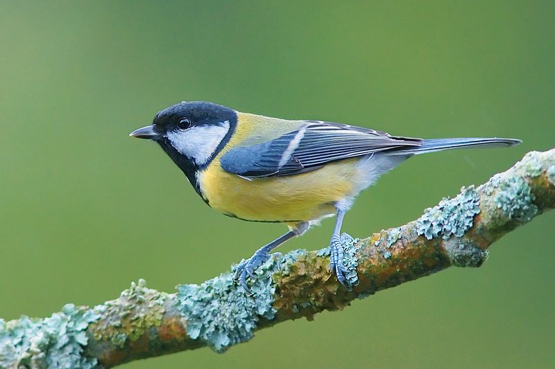 Parus_major_2_Luc_Viatour