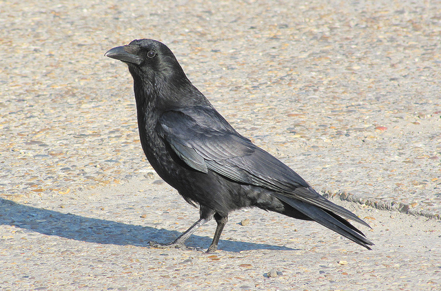 Crow